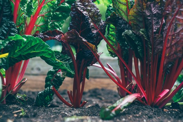 Comment maximiser la production de légumes dans un jardin de balcon exposé au nord ?
